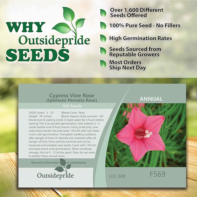 Outsidepride 100 Seeds Annual Rose Cypress Vine Flower Seeds for Planting