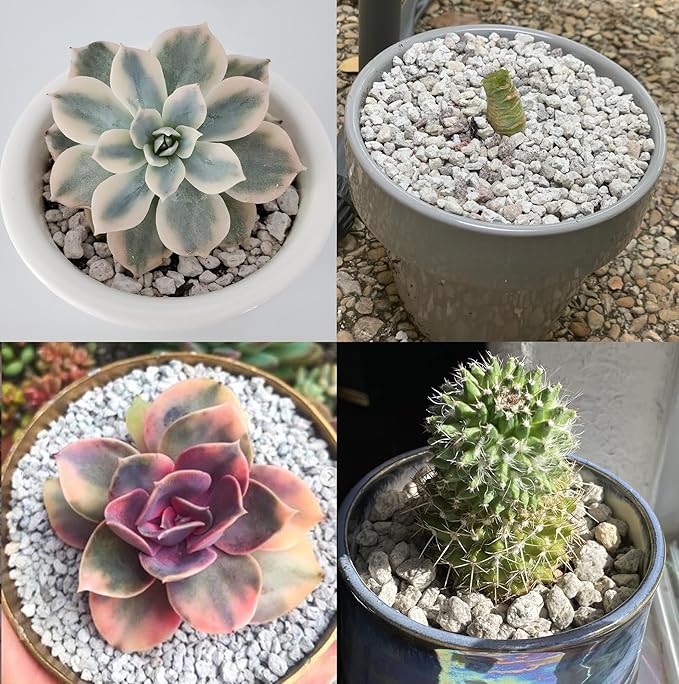 Garden Pumice Rock Horticultural Cactus Bonsai Succulent Soil Additive for Plants, Landscaping, Vase Fillers (3/8 inch, 5 QT)