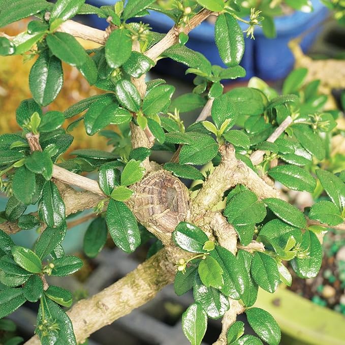 Brussel's Bonsai CT0116FT, Fukien Tea Indoor Bonsai Tree, SMALL