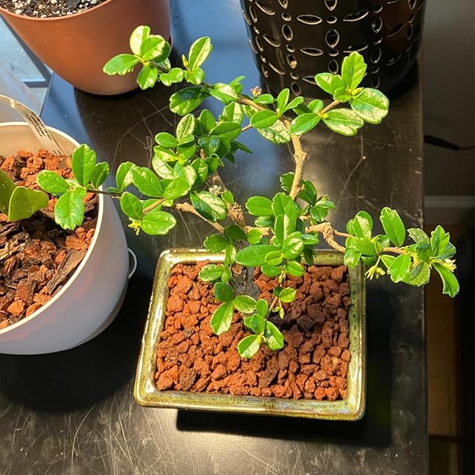 45Lb Horticultural Lava Rock-Lava Rocks for Plants,Succulent Soil Amendment,Decorative Cactus Soil Potting Mix,Volcanic Rock for Aquarium Fairy Gardening Top Dressing Plant Drainage