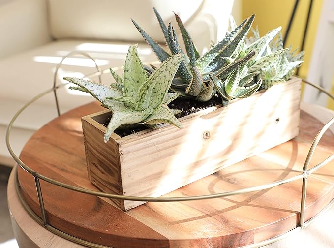 Live Aloe Plant Succulents (3 Pack), Succulents Plants Live in Potting Soil, Potted Succulents Live Plants, Star Aloe Plants Live in Cacti Pots, Cactus Plants Live Succulent Plants by Plants for Pets