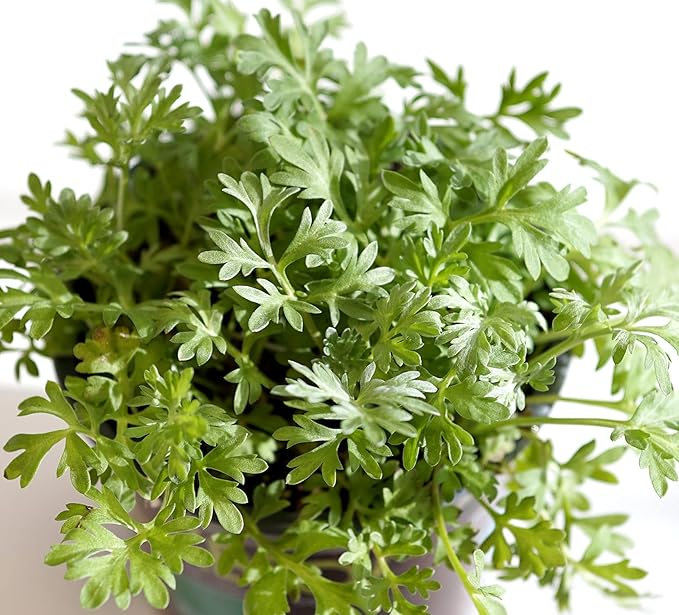 200Pcs Artemisia Absinthium Wormwood Herb Seeds for Planting Easy to Grow Outdoor Home Garden Flower Seeds Gardening Supplies