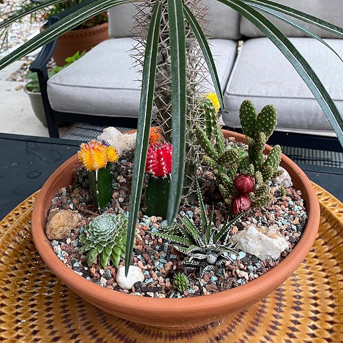 45Lb Horticultural Lava Rock-Lava Rocks for Plants,Succulent Soil Amendment,Decorative Cactus Soil Potting Mix,Volcanic Rock for Aquarium Fairy Gardening Top Dressing Plant Drainage