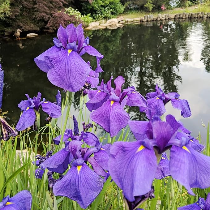 Japanese Iris Seeds Iris Ensata Attract Pollinators Beautiful and Intricate Flowers Standout in Water Gardens, Along Pond Edges, Or in Perennial Borders 20Pcs by YEGAOL Garden