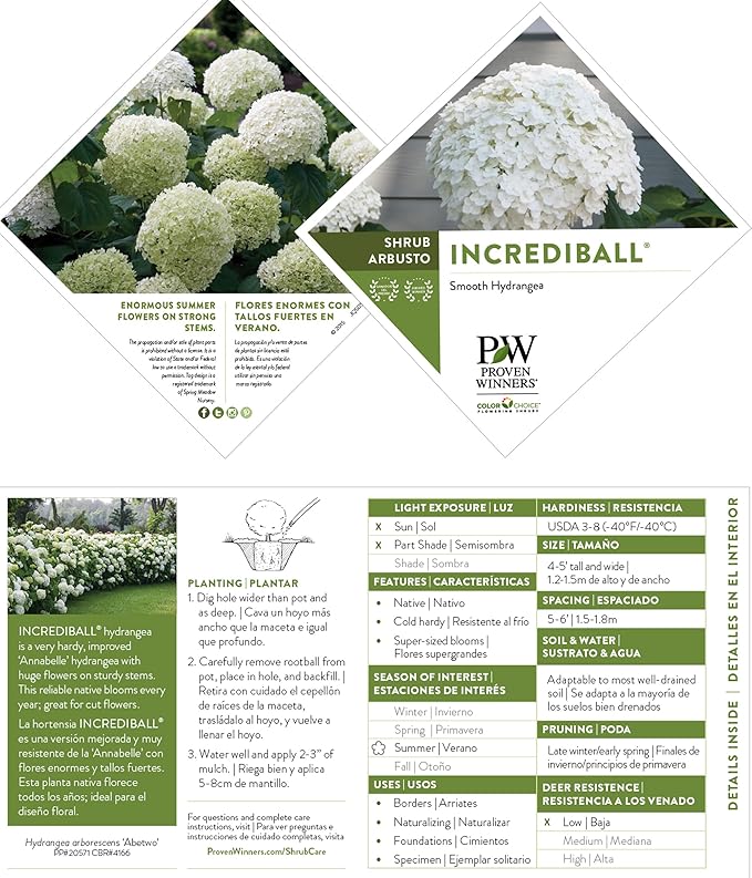 5 Gallon Proven Winners Hydrangea Incrediball