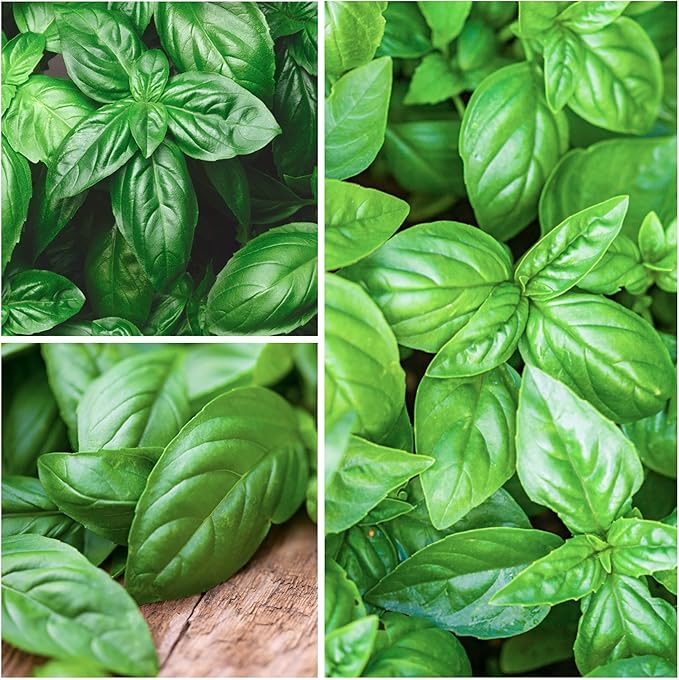 Seed Needs Italian Large Leaf Basil Seeds for Planting - Non-GMO, Heirloom & Untreated - Organically Grow an Indoor or Outdoor Home Grown Herb Garden (1 Pack)