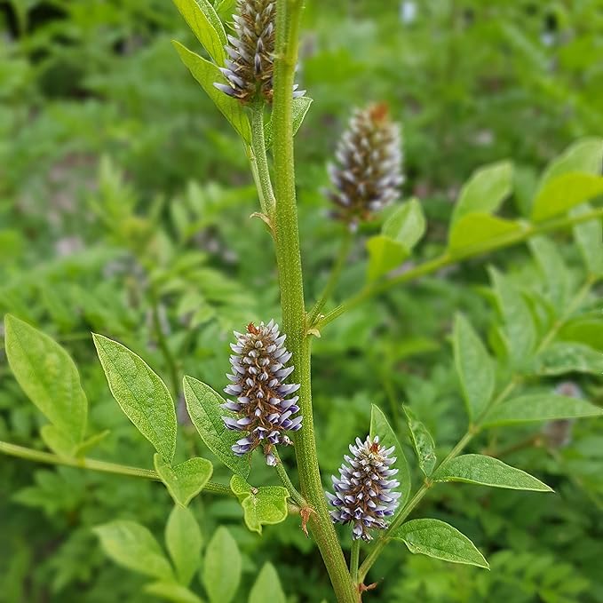 Outsidepride 100 Seeds Perennial Glycyrrhiza Glabra Licorice Root Herb Garden Seed for Planting