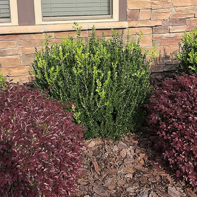 Boxwood Wintergreen, 3 Gallon