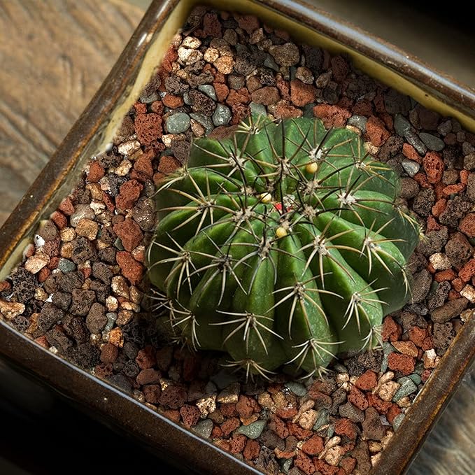 9.7lb Mix Horticultural Lava Rock Pebbles-Decorative Landscaping Gritty Rocks,Pumice Potting Soil Amendment,Additive for Succulent,Cactus Bonsai,Vase Fillers,Terrarium,Fairy Gardening,Top Dressing.