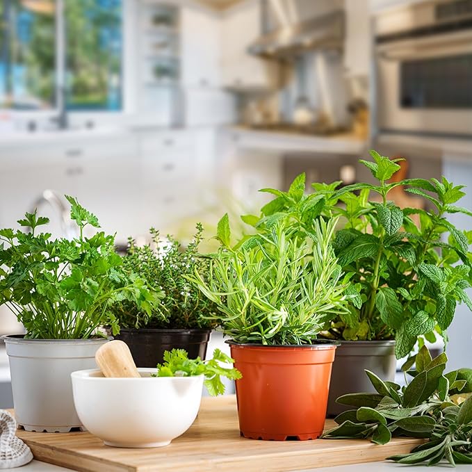 25 Varieties Vegetable & Herb Seeds for Planting, 10,000+ Heirloom Culinary Veggie Herb Seeds Collection Gift Pack, Non-GMO Herb Seed Garden Kit for Indoor Outdoor Growing, Home Fresh Food Supply