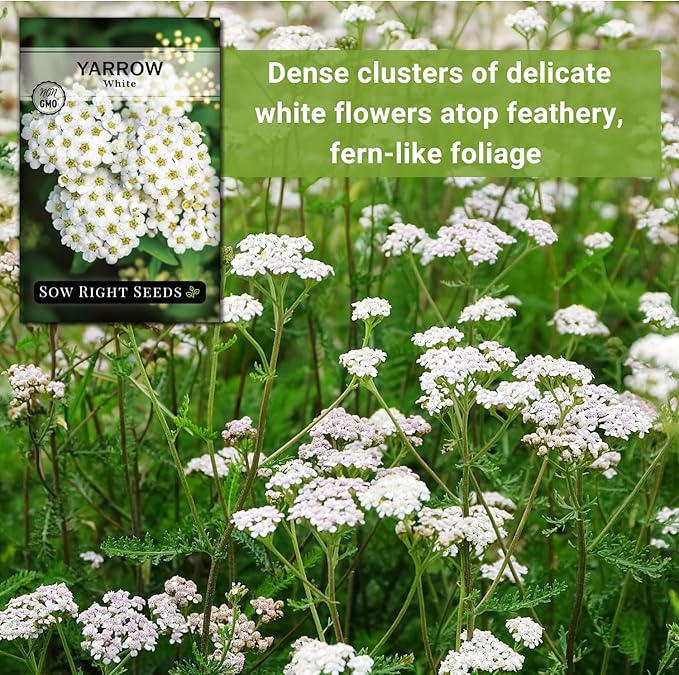 Sow Right Seeds - Common White Yarrow Seeds for Planting - Non-GMO Heirloom Packet with Instructions to Grow an Outdoor Flower Garden - Medicinal Herb & Native Wildflower - Perennial Achillea (1)