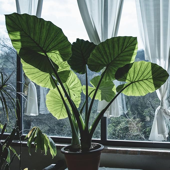 Elephant Ear Potting Soil Mix (8 Quarts), Colocasia and Alocasia Potted Plant Blend
