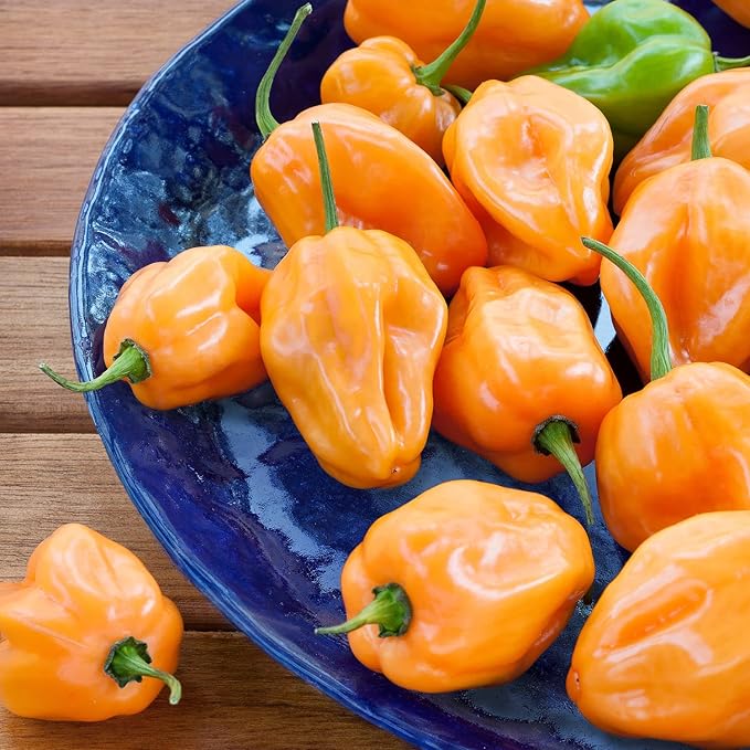 Bonnie PLANTS Habanero Pepper - 4 Pack Live Plants, 1 - 2" Fruits, 24 - 36" Tall Plants, Great for Sauces & Basting,Orange