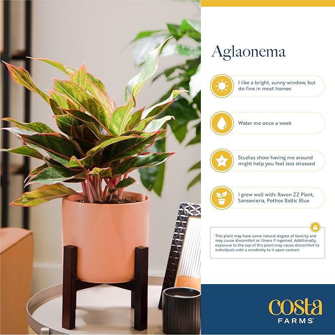 Costa Farms Chinese Evergreen, Live Indoor Plant, Potted Houseplant in Gift Wrap Planter, New House Gift, Birthday, Room Décor, Home or Office Decor, 14-Inches Tall