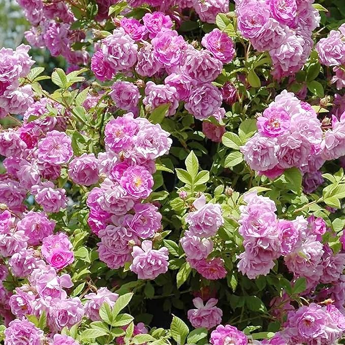Purple Climbing Rose Seeds Fragrant Blooms for Cutting and Using in Floral Arrangements Attract Pollinators Creat Vertical Accents in Gardens, On Trellises, Arbors, Fences 5Pcs by YEGAOL Garden
