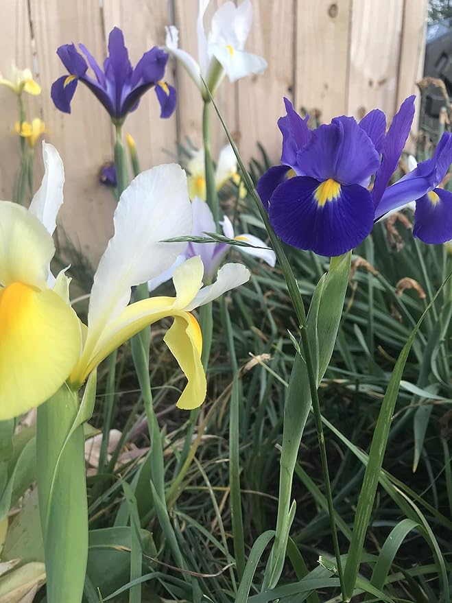 40 Dutch Iris Bulbs, Mixed-Perfect for Fall Planting!