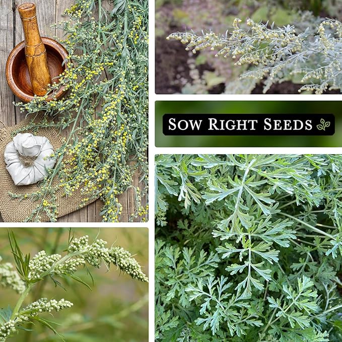 Sow Right Seeds - Wormwood Seeds for Planting - Non-GMO Heirloom Packet with Instructions to Plant & Grow an Outdoor or Indoor Herb Garden - Sagewort Repels Mosquitoes - Medicinal Worm Wood Herb (4)