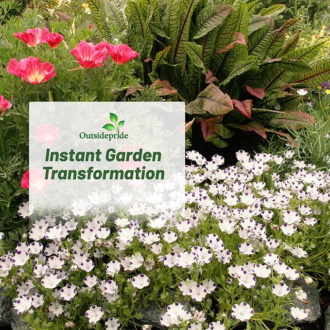 Outsidepride 1000 Seeds Annual Nemophila Five Spot Wild Flower Seeds for Planting