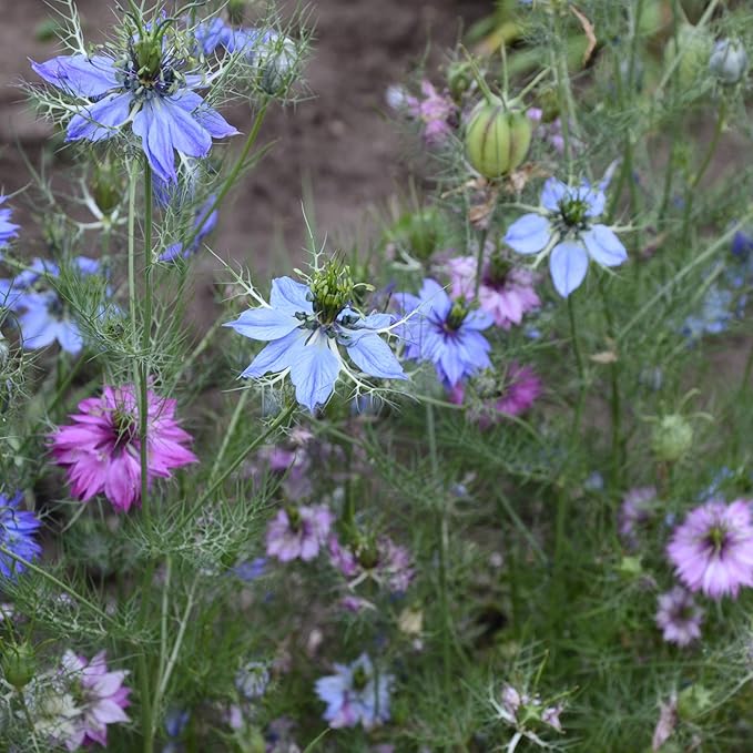 Outsidepride 1000 Seeds Annual Nigella Love-in-a-Mist Jewels Flower Seed Mix for Planting