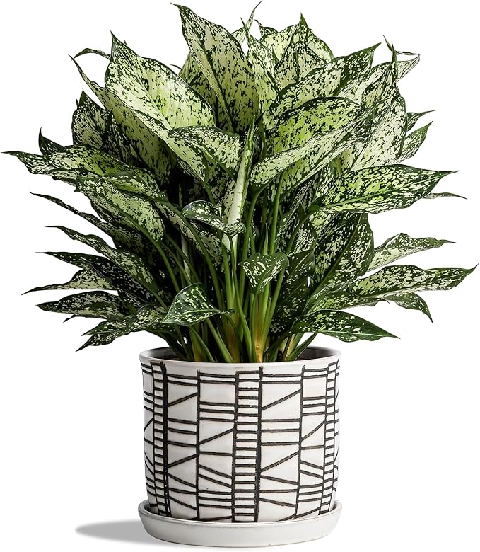 6 Inch Plant Pot: Ceramic Planter with Drainage Hole & Saucer for Indoor Outdoor Plants - Flowerpot with Bonded Tray for Home Office - Stripe Debossed