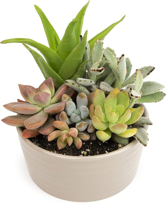 Succulents Plants Live in Garden Succulent Planters, Live Succulent Plants Live Plants in Taupe Planter Pot, Live Succulents Unique Gardening Gifts for Plant Lovers, Succulent Gifts by Plants for Pets
