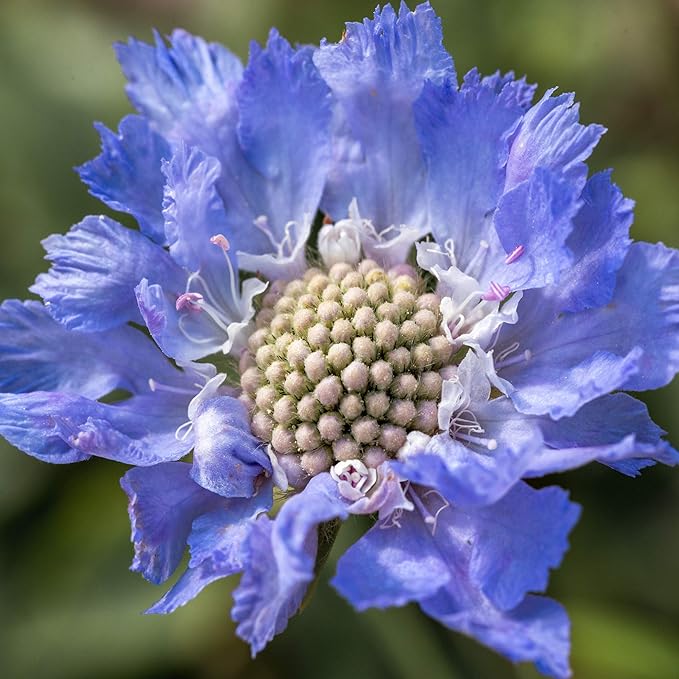 Outsidepride 400 Seeds Perennial Blue Scabiosa Pincushion Flower Seeds for Planting