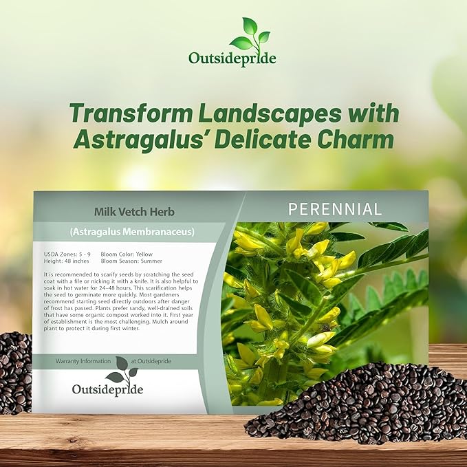 Outsidepride 100 Seeds Perennial Astragalus Milk Vetch Herb Garden Seeds for Planting