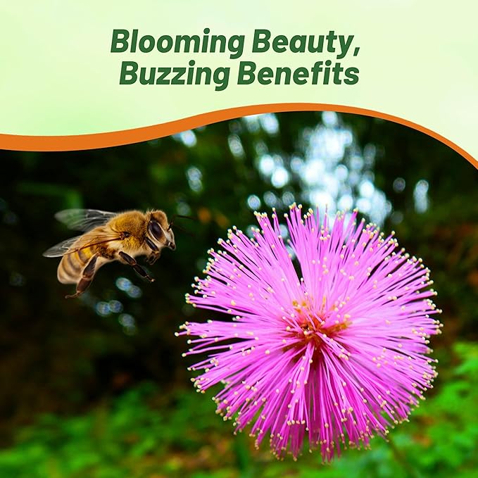 Outsidepride 2000 Seeds Annual Mimosa Pudica Sensitive Plant Flower Seeds for Planting