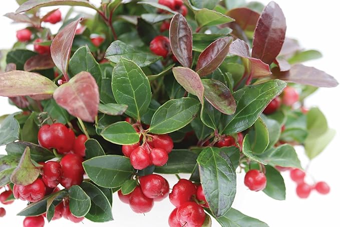Burpee Live Herb | Real Red Berries | Wintergreen Minty Scent | Perfect Plant for both Winter (indoor) & Spring (outdoor) | Edible After Next Growth Cycle