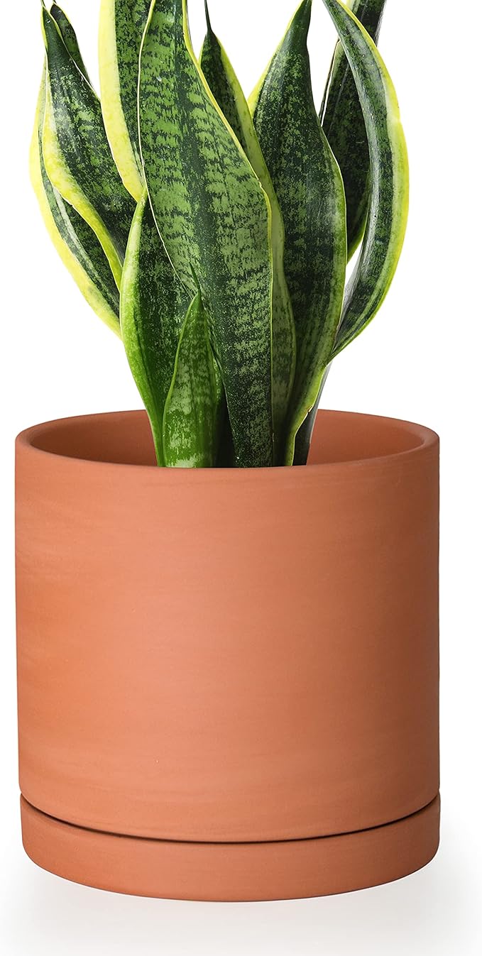 D'vine Dev Small 6 Inch Terracotta Plant Pot with Drainage Hole and Saucer, Round Cylinder Planter Pot for Indoor Plants, 40-X-A-3