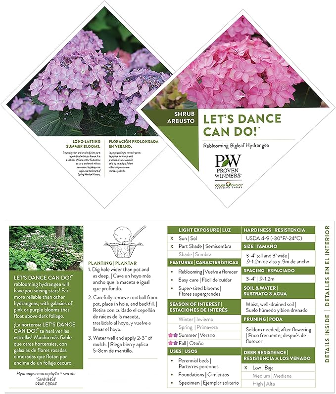 2 Gallon Proven Winners Hydrangea Let's Dance Can Do Shrub