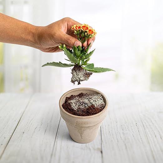 Myco Bliss Powder (5lbs) - Mycorrhizal Fungi for Soil - 5 Strain Mycorrhizal Inoculant with 1000 Propagules Per Gram - Highly Concentrated Mycorrhizae for Plants, Potting Soil, & Garden Soil