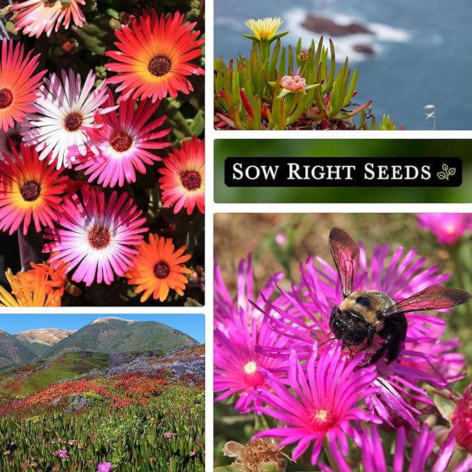 Sow Right Seeds - Ice Plant Flower Seeds for Planting - Non-Invasive Livingstone Daisy, Succulent Like Leaves - Beautiful Flowers to Plant in Your Garden - Non-GMO Heirloom Packet (1)