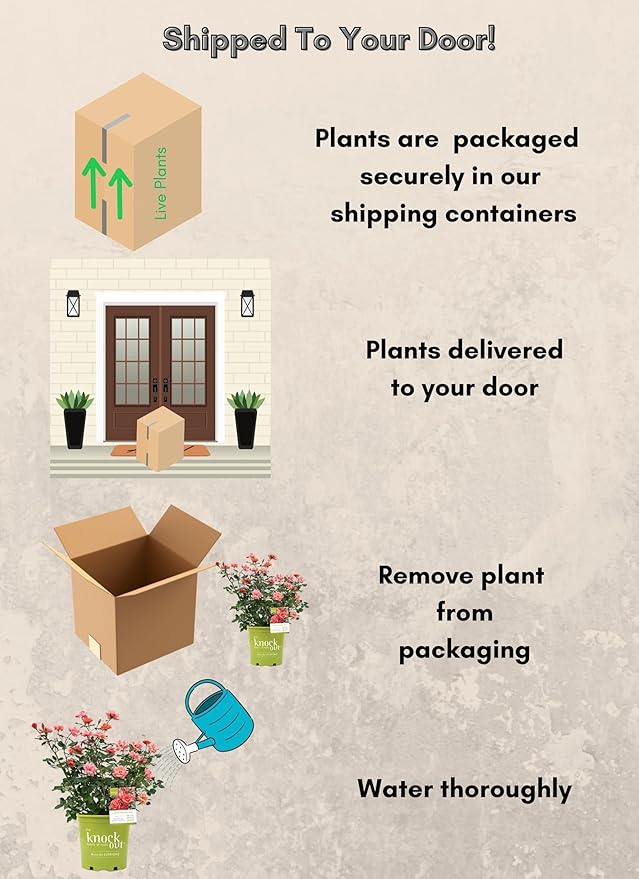 1 Gallon,The Coral Knock Out® Rose Plant with Brick Orange Fading to Coral Blooms