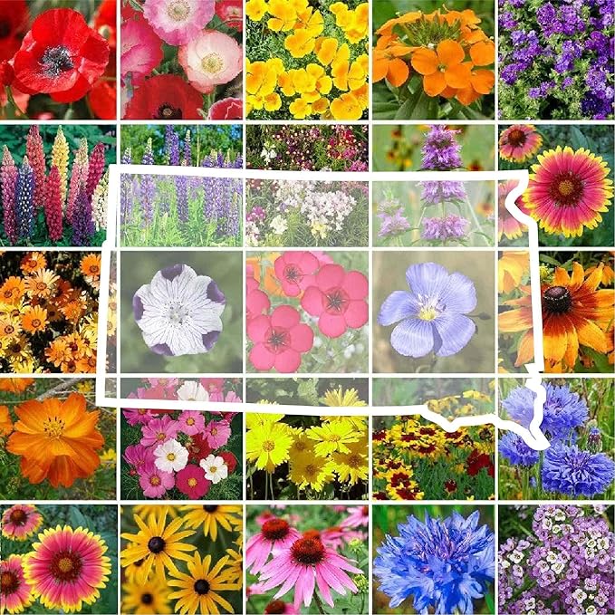Eden Brothers South Dakota Wildflower Mixed Seeds for Planting, 1/4 lb, 120,000+ Seeds with Sweet Alyssum, Toadflax | Attracts Pollinators, Plant in Spring or Fall, Zones