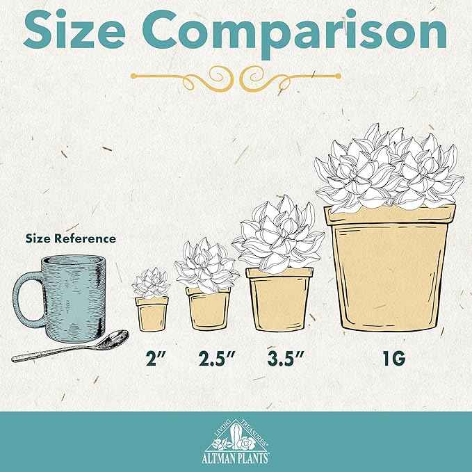 Altman Plants Classic Jade Plant Pack (6PK) Easy Plants, Variegated 'Mosaic' Jade Plants, Lemon Lime Succulent Plants, Live Succulents, Live Plants & Live House Plants in 3.5" Pots with Succulent Soil