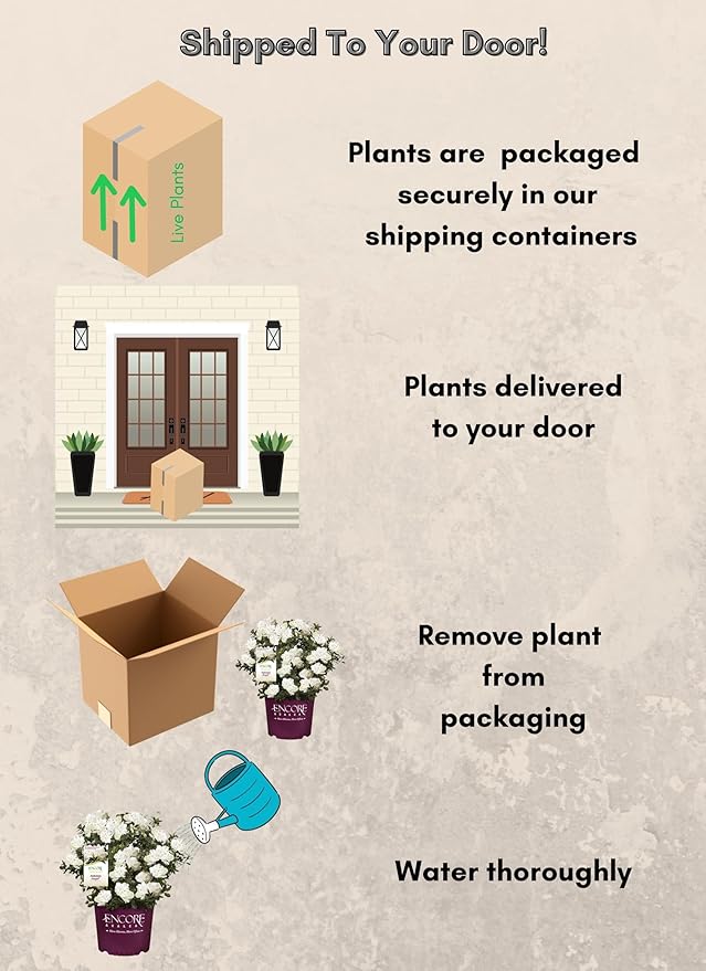 2 Gallon Encore Azalea Autumn Angel Shrub