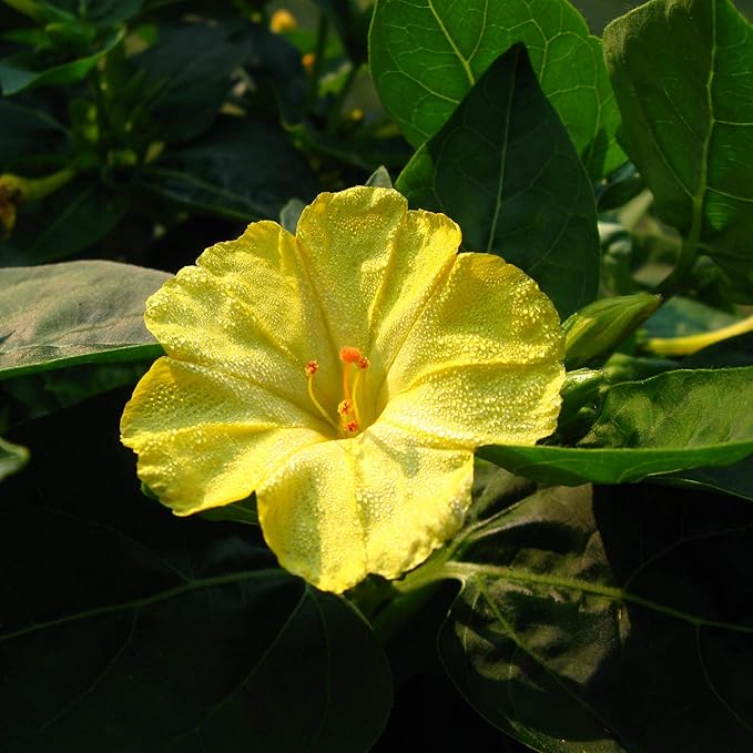 Outsidepride 1 lb. Perennial Mirabilis Jalapa Four O' Clock Yellow Flower Seeds for Planting