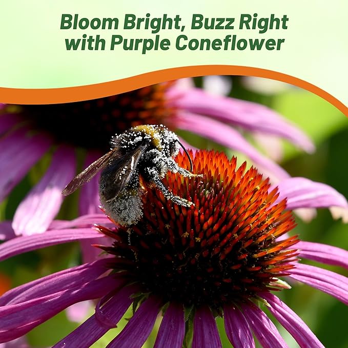 Outsidepride 1 lb. Perennial Echinacea Purple Coneflower Wild Flowers Seeds for Planting