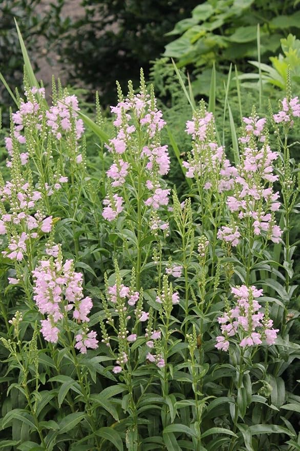 Tall Obedient Plant Flower Seeds 100 Seeds