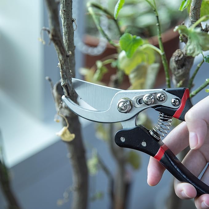 Phoenix Vine 8" Pruning Scissor for Indoor Houseplants, Pruners with Heavy Duty SK5 Blade, Hand Pruners, Garden Clippers, Hedge Shears, Garden Tools, 97-V