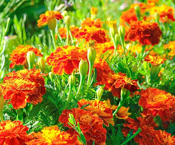French Marigold Seeds for Planting - Plant & Grow Heirloom French Marigolds in Home Outdoor Garden – Planting Instructions for Vibrant Rare Blooms – Great Gardening Gift, 1 Packet, Orange, Red