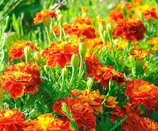 French Marigold Seeds for Planting - Plant & Grow Heirloom French Marigolds in Home Outdoor Garden – Planting Instructions for Vibrant Rare Blooms – Great Gardening Gift, 5 Packets, Orange, Red