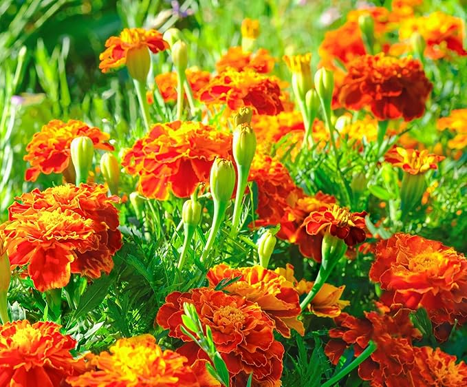 French Marigold Seeds for Planting - Plant & Grow Heirloom French Marigolds in Home Outdoor Garden – Planting Instructions for Vibrant Rare Blooms – Great Gardening Gift, 2 Packets, Orange, Red