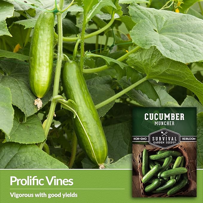 5 Packs Muncher Cucumber Seed for Planting - Packet with Instructions to Grow Burpless Slicing Cucumbers in Your Home Vegetable Garden - Non-GMO Heirloom Variety - Survival Garden Seeds