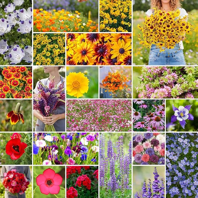 Eden Brothers Western Wildflower Mixed Seeds for Planting, 1 lb, 480,000+ Seeds with Cornflower, Blanket Flower | Attracts Pollinators, Plant in Spring or Fall, Zones 3, 4, 5, 6, 7, 8, 9, 10