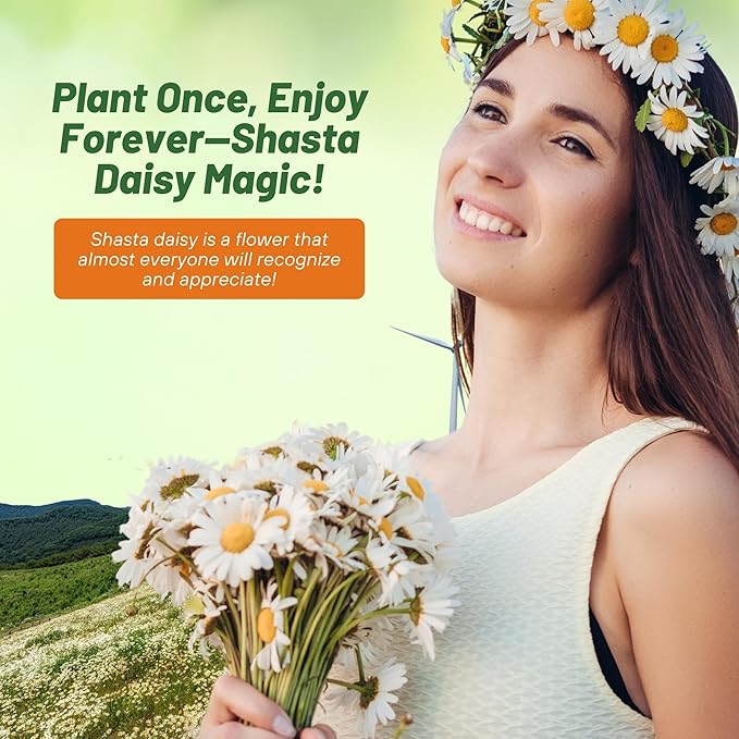 Outsidepride Shasta Daisy Chrysanthemum Seeds - 5000 Pcs. Perennial Deer Proof, Drought Tolerant, Wildflower Seeds for Pollinator Gardens, Cut Flowers & Water-Efficient, Low Maintenance Landscaping