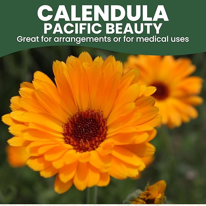 Calendula Pacific Beauty - Bulk 1/4 Pound Pouch - 12,000 Flower Seeds for Planting - Calendula officinalis