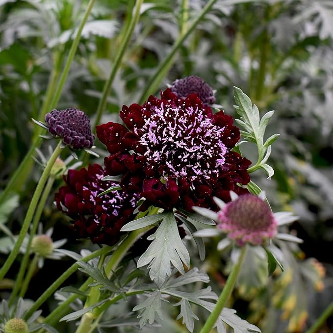Outsidepride 200 Seeds Perennial Red Scabiosa Pincushion Flower Seeds for Planting