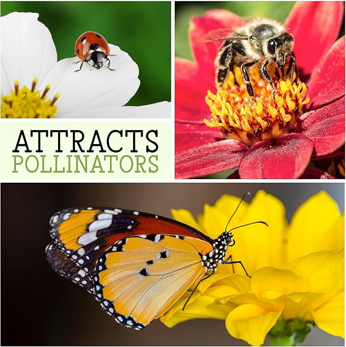 Seed Needs, White Yarrow Seeds - 500 Heirloom Seeds for Planting Achillea millefolium - Perennial Host Plant to Attract Monarch Butterflies & Other Pollinators (1 Pack)